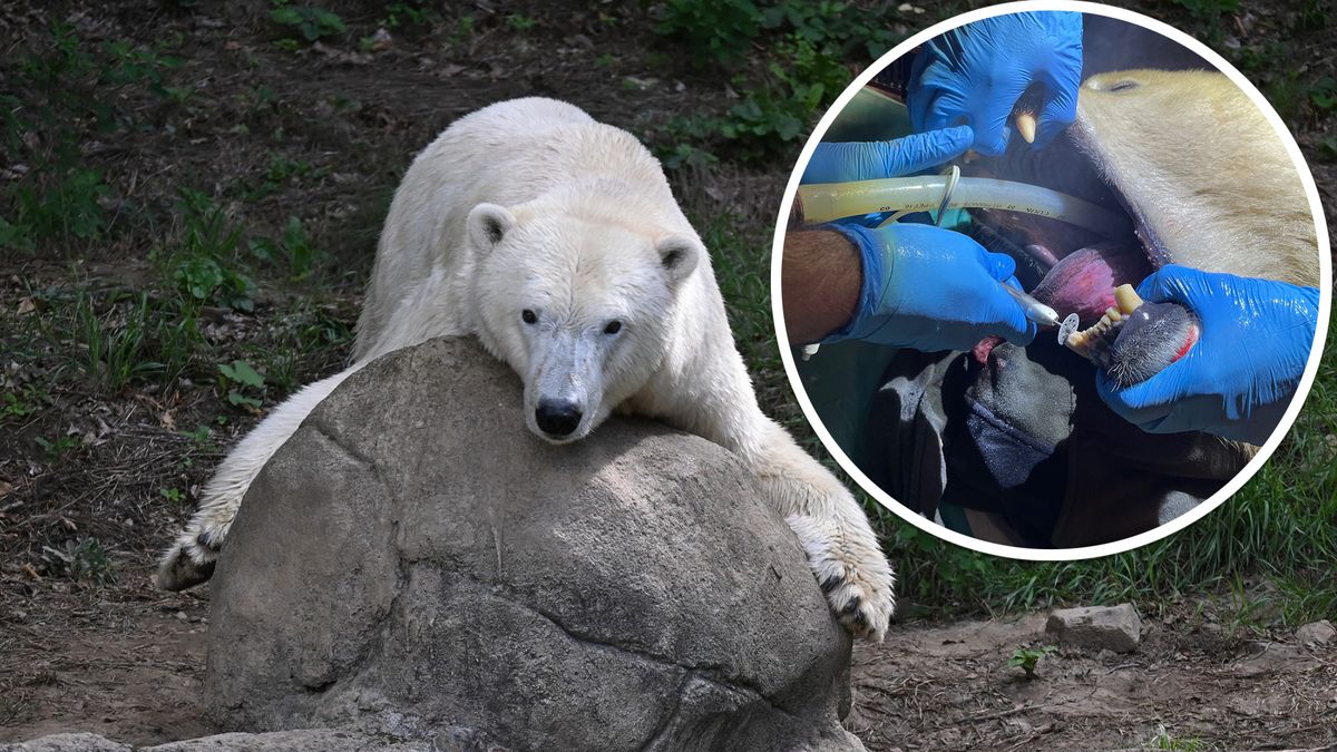 Brněnská medvědice Elsa zamířila k zubaři